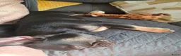 French Bulldog dogs for sale: Chocolate tan French bulldog puppy - Advert 7
