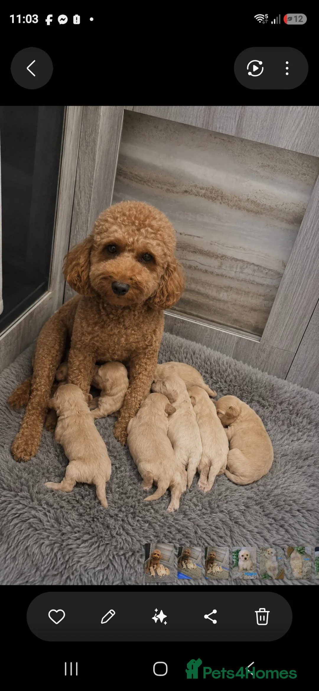 Maltipoo dogs for sale: Quality Toy Maltipoos Japan & USA CHAMPION lines  - Advert 2