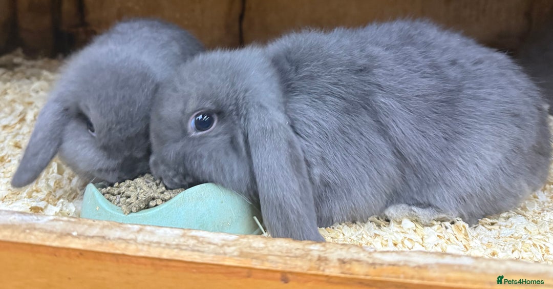 Mini Lop rabbits for sale: Stunning pure mini lop baby rabbits  - Image 16