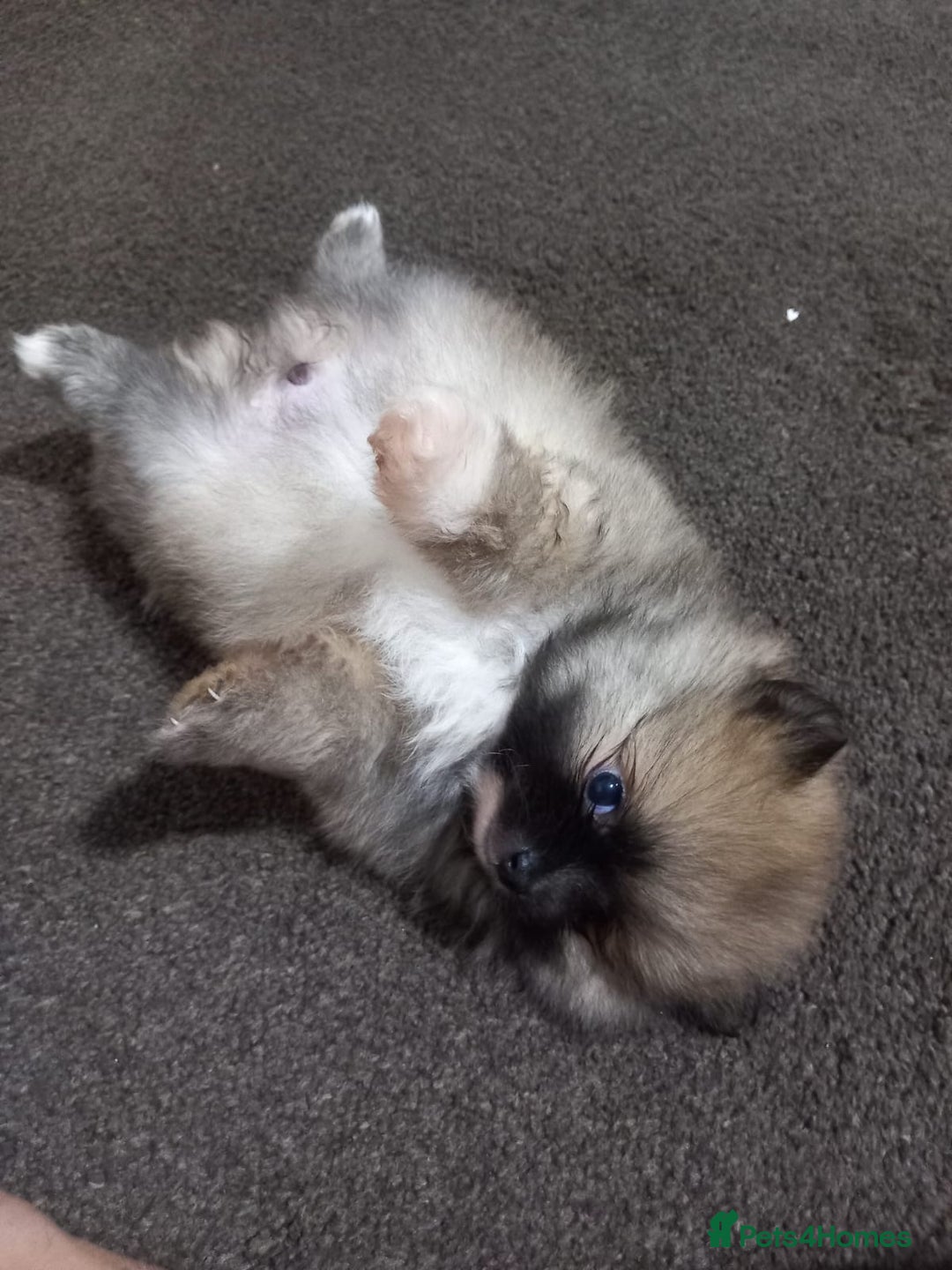 Pomeranian dogs for sale: Pomeranian puppy  - Advert 11