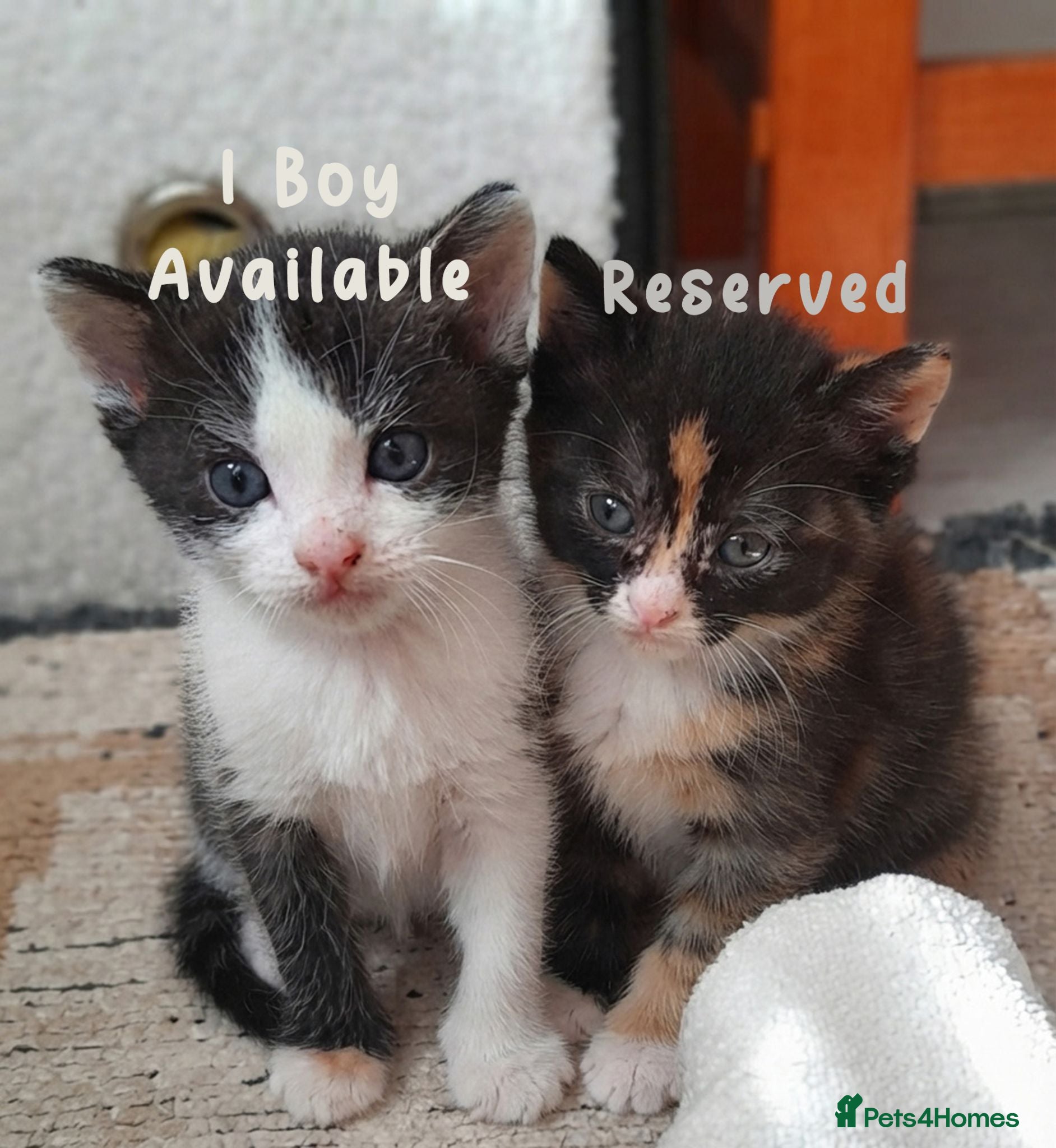 Mixed Breed cats Beautiful ginger kittens sale for good home - Advert 12