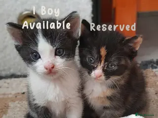 Mixed Breed cats Beautiful ginger kittens sale for good home - Advert 12