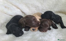 Cockapoo dogs for sale: F1 Cockapoos. DNA Health Tested  in Pershore - Image 14