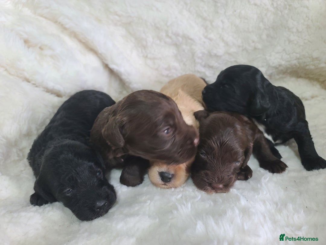 Cockapoo dogs for sale: F1 Cockapoos. DNA Health Tested  in Pershore - Image 14