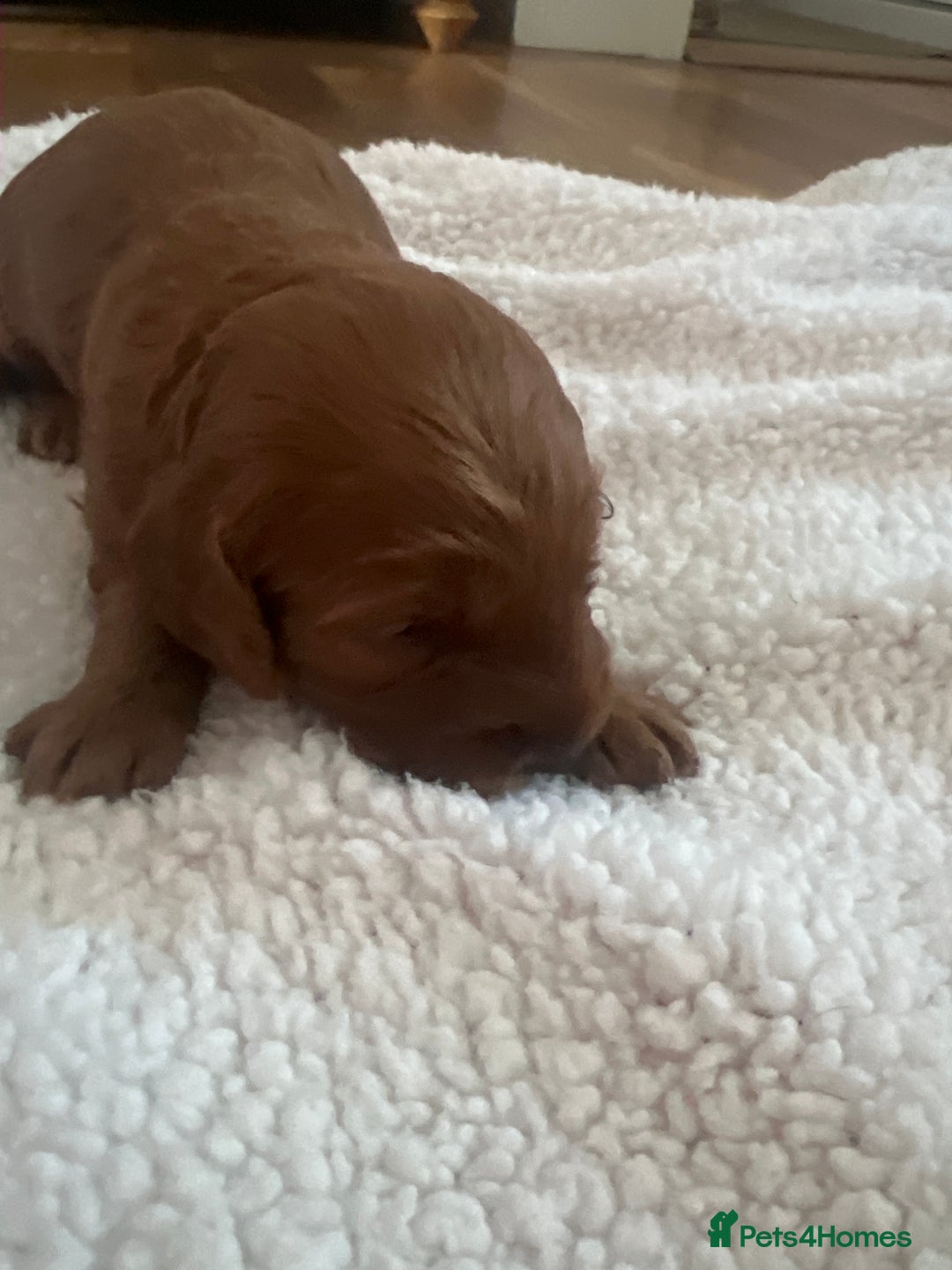 Cockapoo dogs for sale: Cookapoo - Advert 4