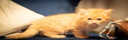 RagaMuffin cats for sale: Ragamuffin & Siamese tabby mixed - Advert 7