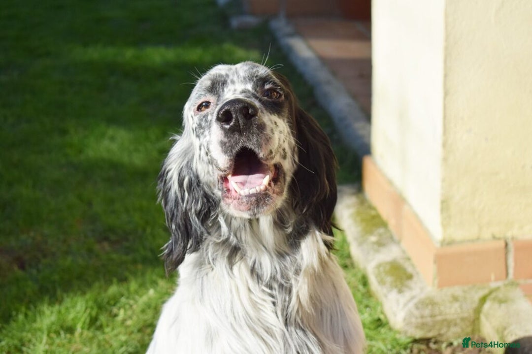 English Setter dogs for adoption: Koi   - Advert 12