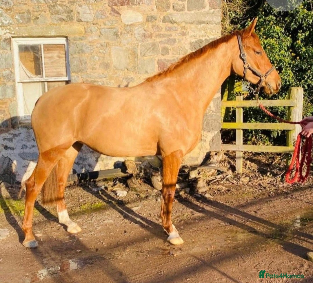 Belgian Warmblood horses  Quality Broodmare – 9yo 15.2hh Chestnut Mare   - Advert 1