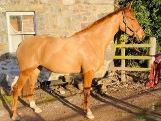 Belgian Warmblood horses for sale: BROODMARE ONLY – NOT FOR RIDING – 9yo 15.2hh - Advert 1