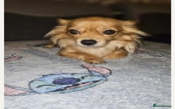 Chihuahua dogs for sale: Chihuahua puppies for sale - Image 4