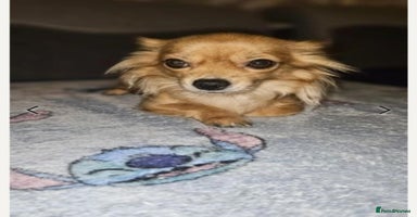 Chihuahua dogs - Advert 4