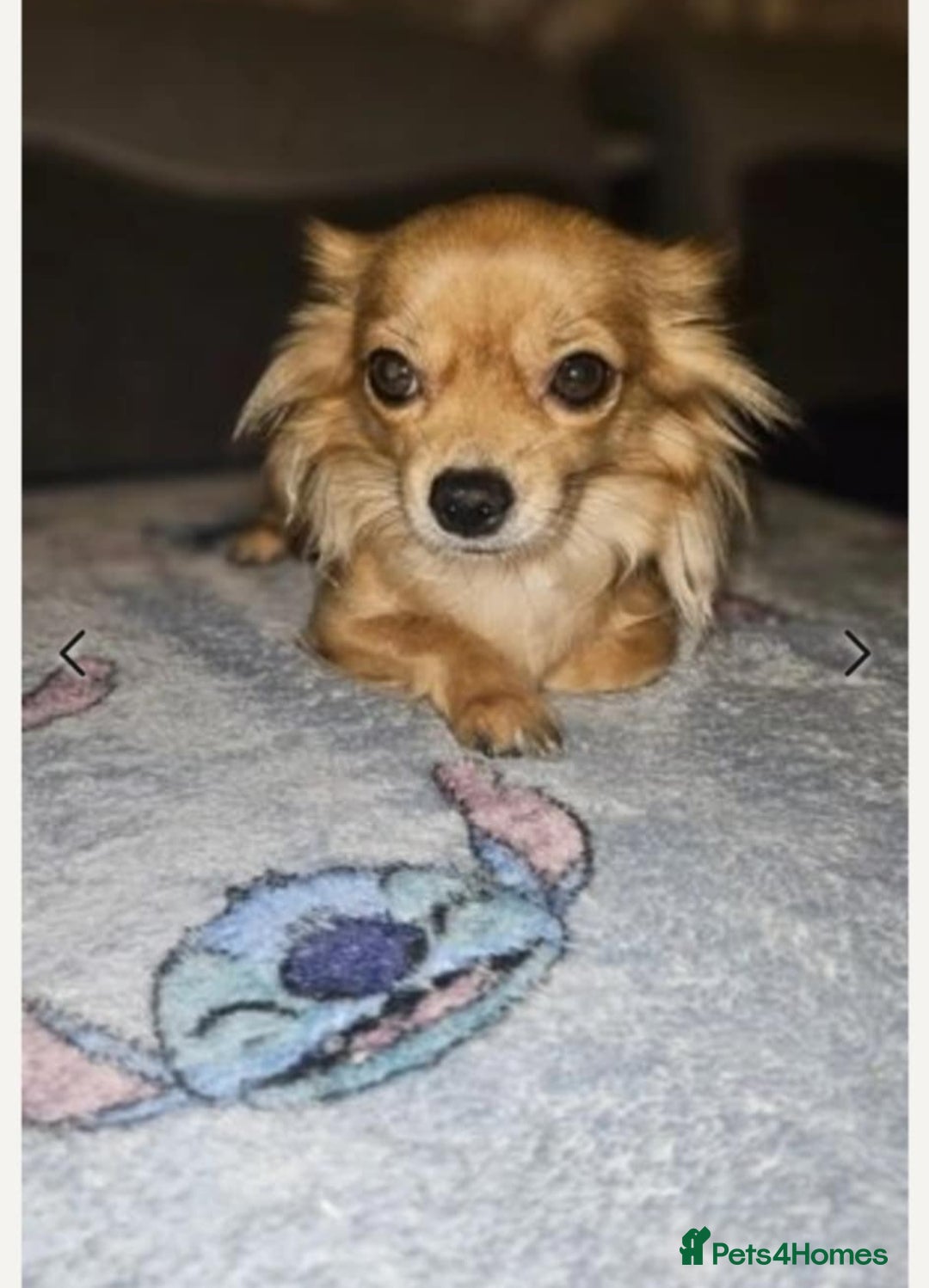 Chihuahua dogs for sale: Chihuahua puppies for sale - Image 4
