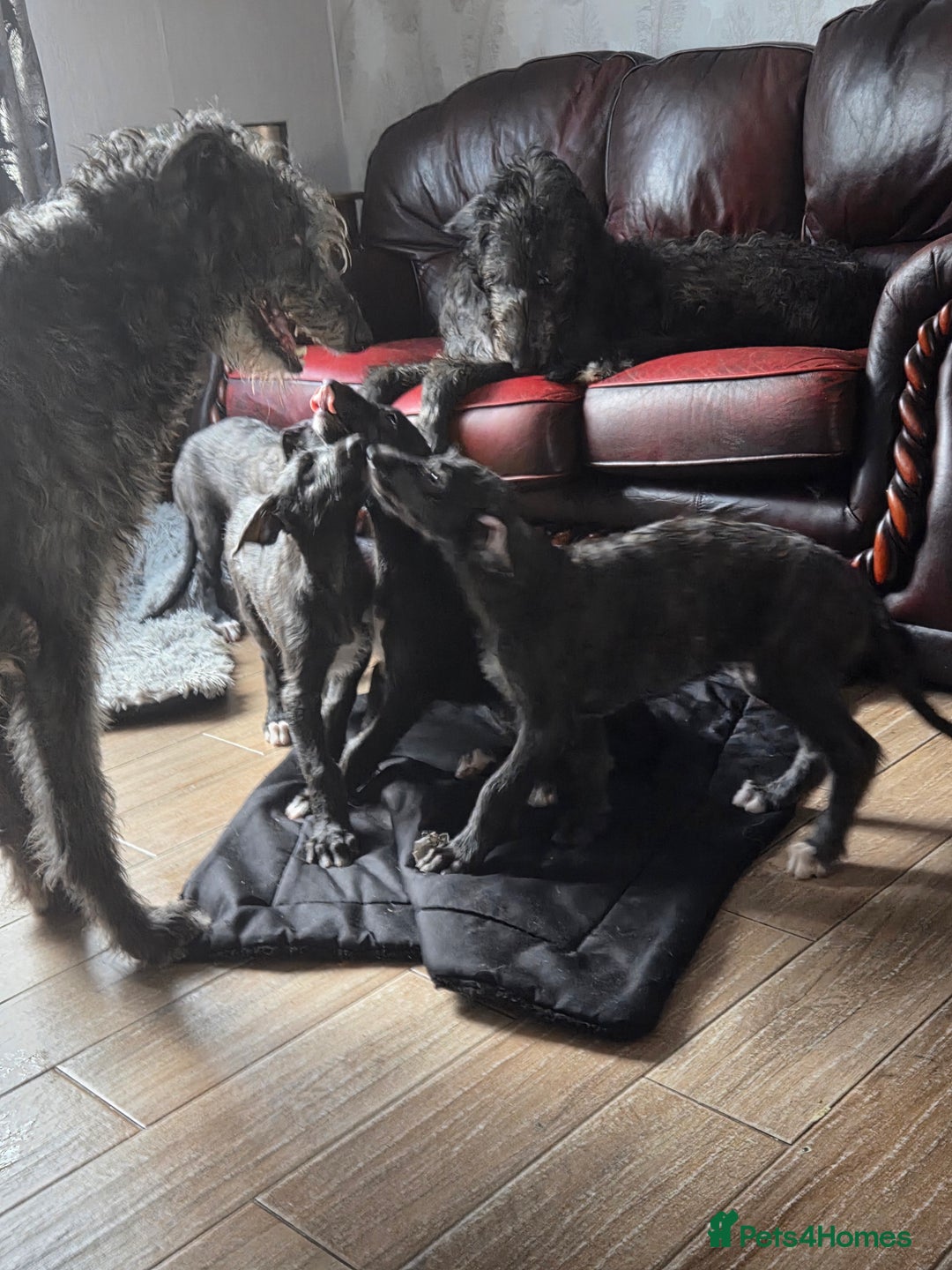 Deerhound dogs for sale: Scottish deerhound puppies - Image 4