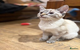 Mixed Breed cats for sale: 2 beautiful female kittens for sale - Image 8