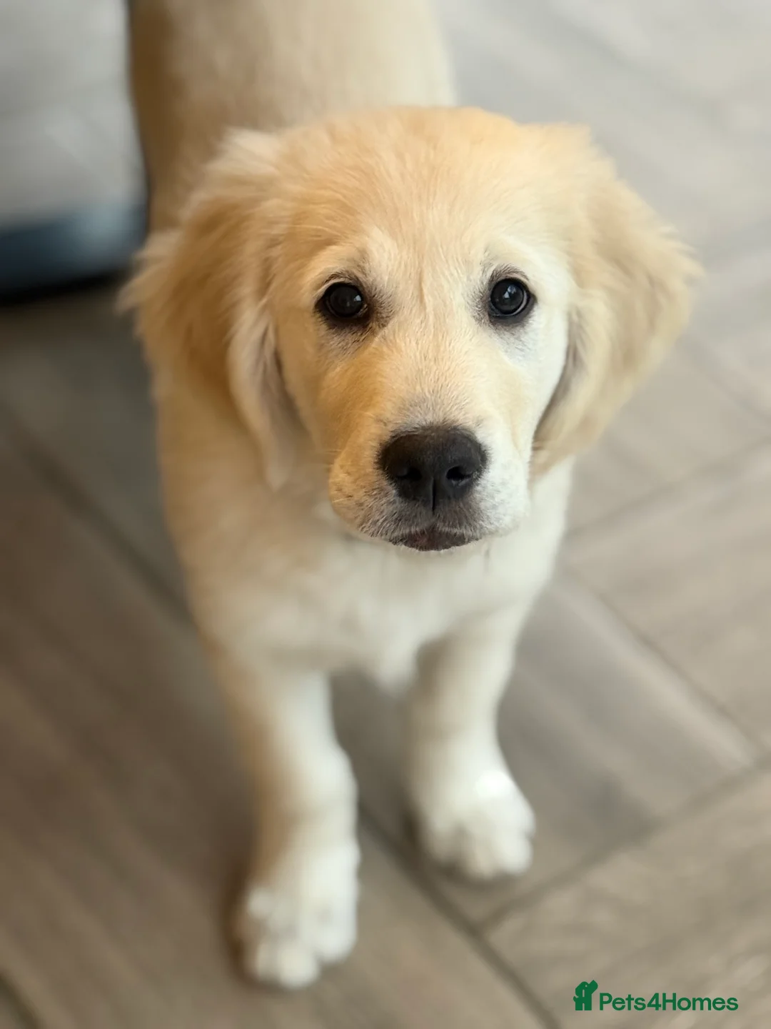 Golden Retriever dogs for sale: 13 week old golden retriever male  in Peacehaven - Advert 4