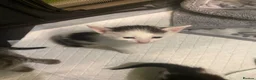 Mixed Breed cats for sale: Kittens - Advert 7