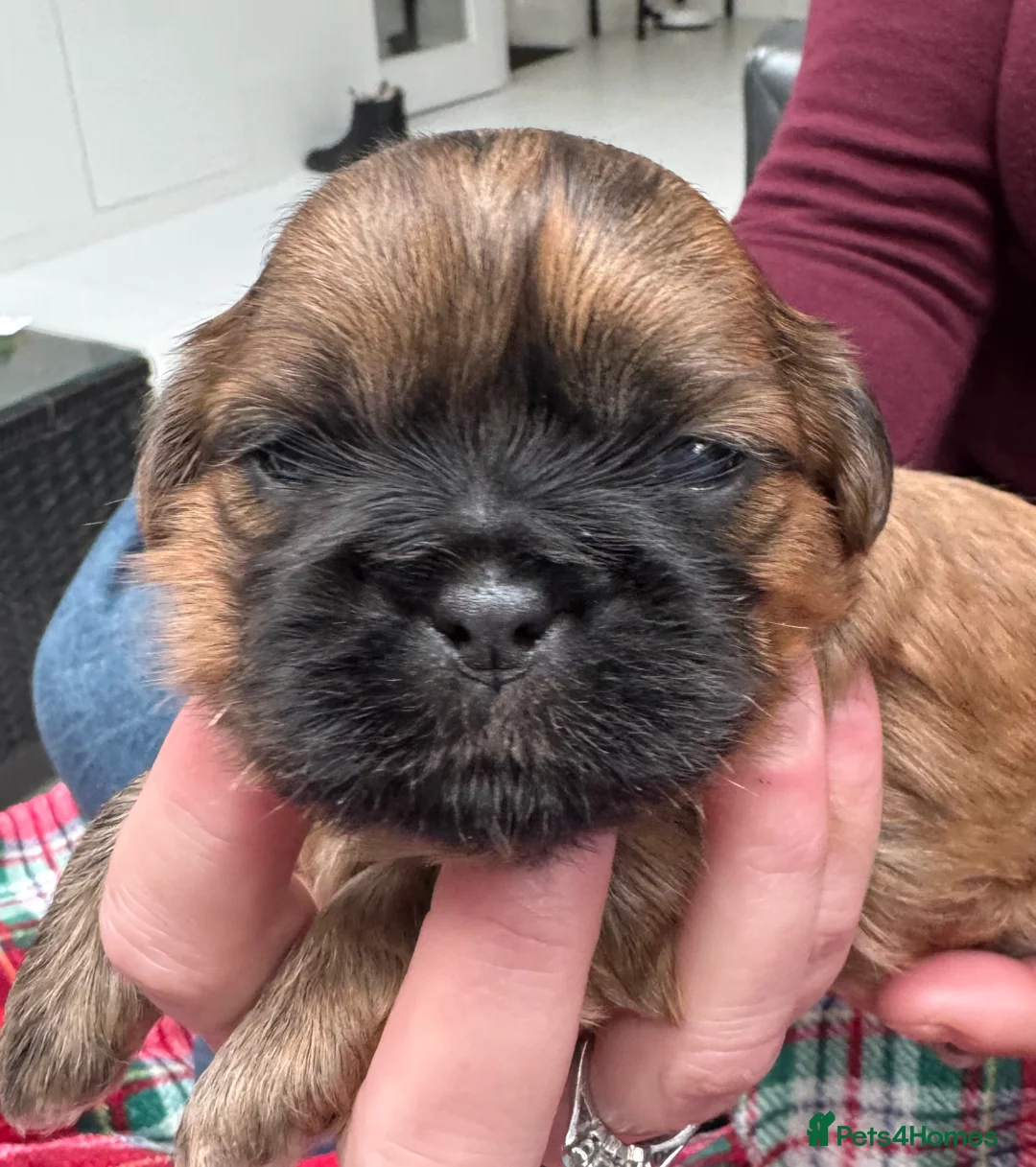 Shih Tzu dogs for sale: Gorgeous Shihtzu Puppies - Advert 3