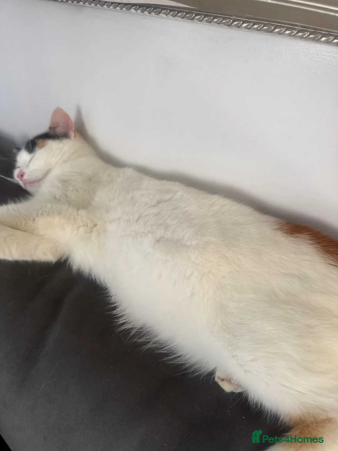 Mixed Breed cats for sale: Calico/tortoiseshell Kittens mixed litter - Advert 2