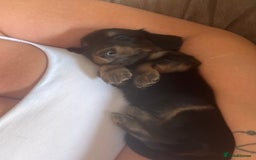 Miniature Dachshund dogs for sale: Miniature daschunds - Image 3