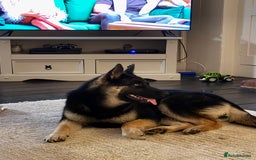 Shepsky dogs for sale: 1 year old German shepherd x husky cross - Image 1