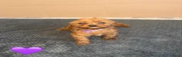 Cavapoo dogs for sale: Beautiful Cavapoo Puppies🐶❤️ - Advert 7