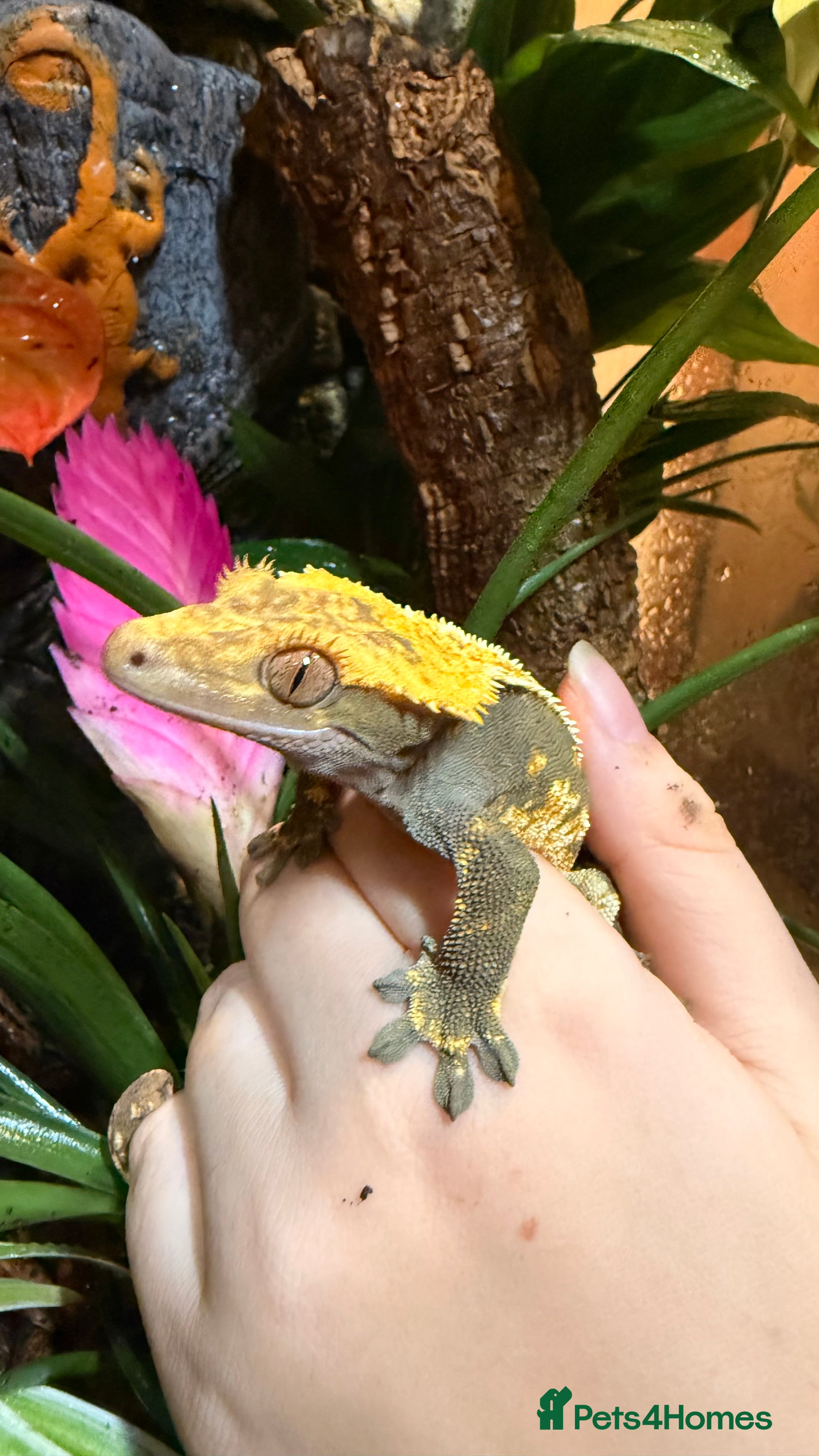 Gecko reptiles Beautiful Crested Gecko - Advert 1