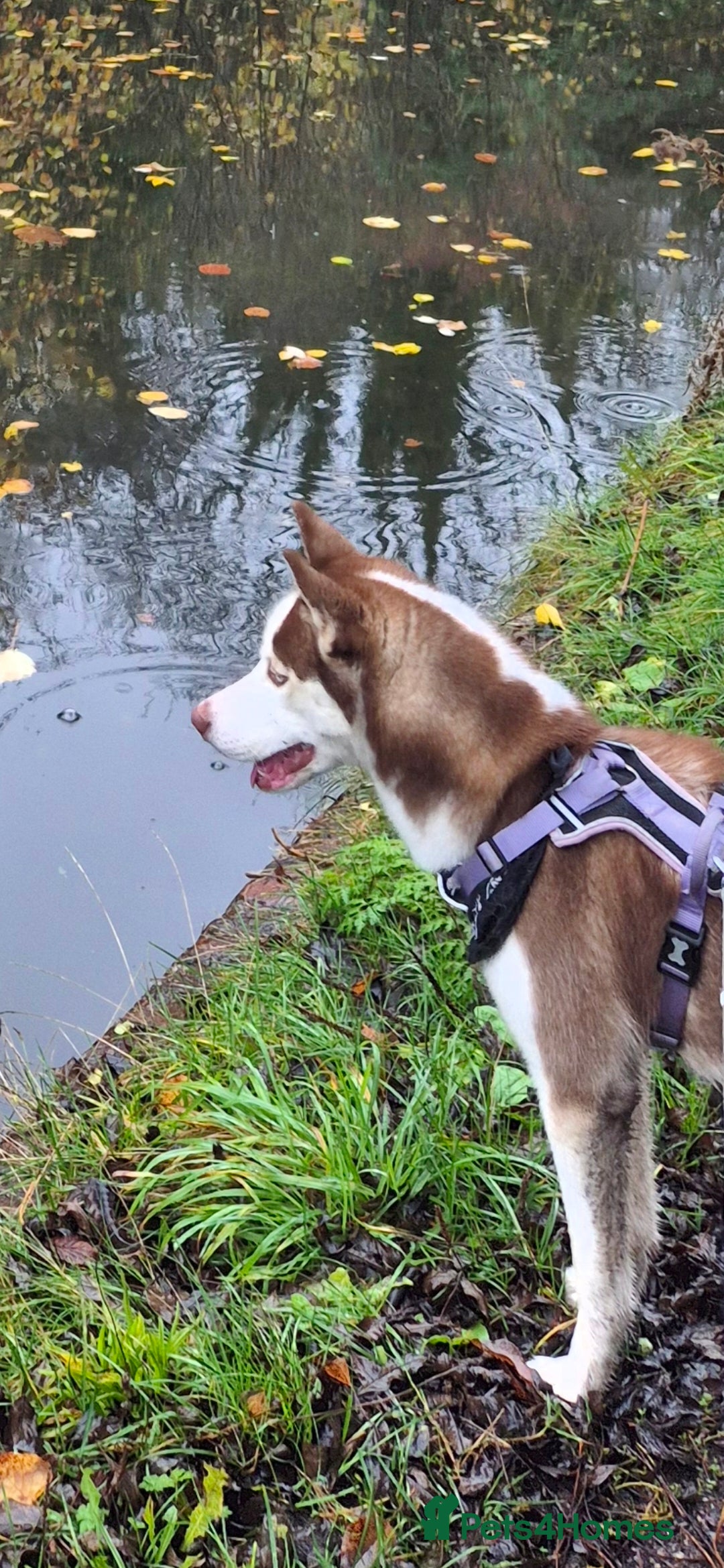 Siberian Husky dogs 10 month old husky  - Advert 3