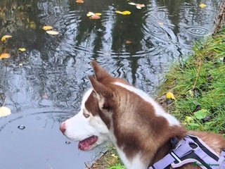 Siberian Husky dogs 10 month old husky - Advert 11