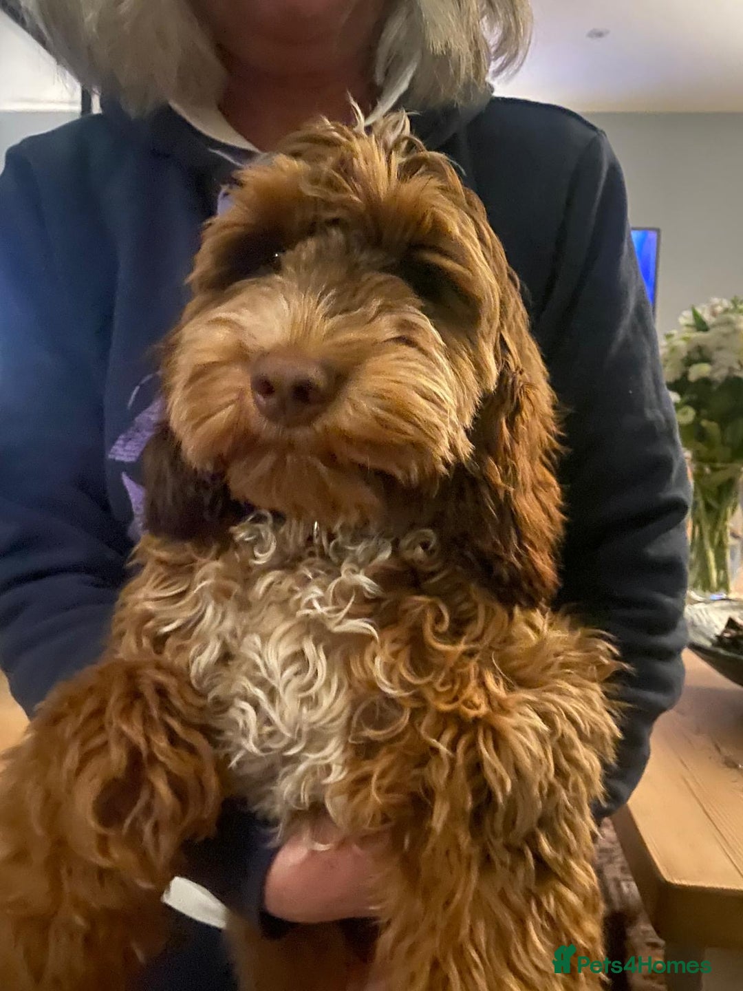 Cockapoo dogs for sale: F1 MINIATURE SHOWLINE COCKAPOO PUPPIES - Advert 12