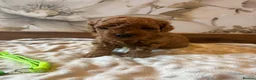 Cockapoo dogs for sale: Last girl available, ready for her forever home! - Advert 30