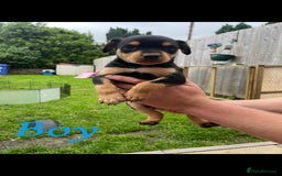 Australian Kelpie dogs for sale: Kelpie pups - Image 6