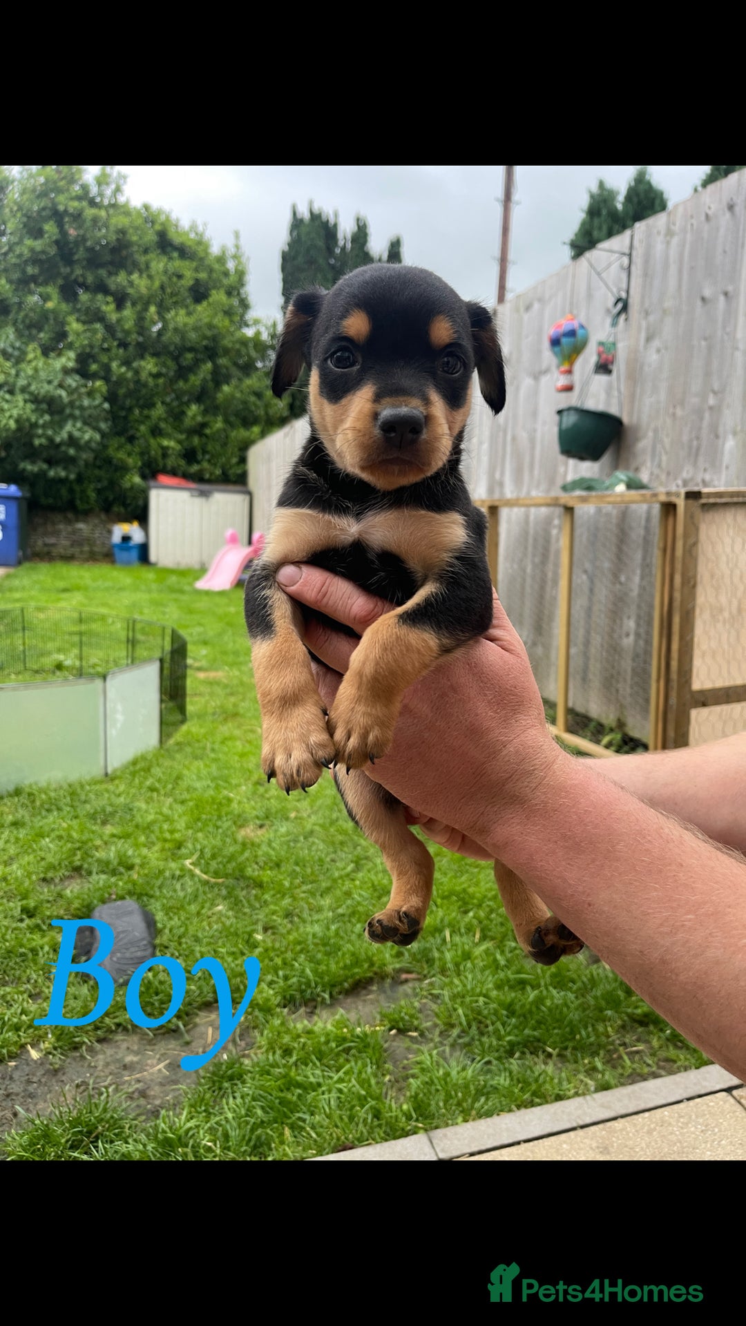 Australian Kelpie dogs for sale: Kelpie pups - Image 6