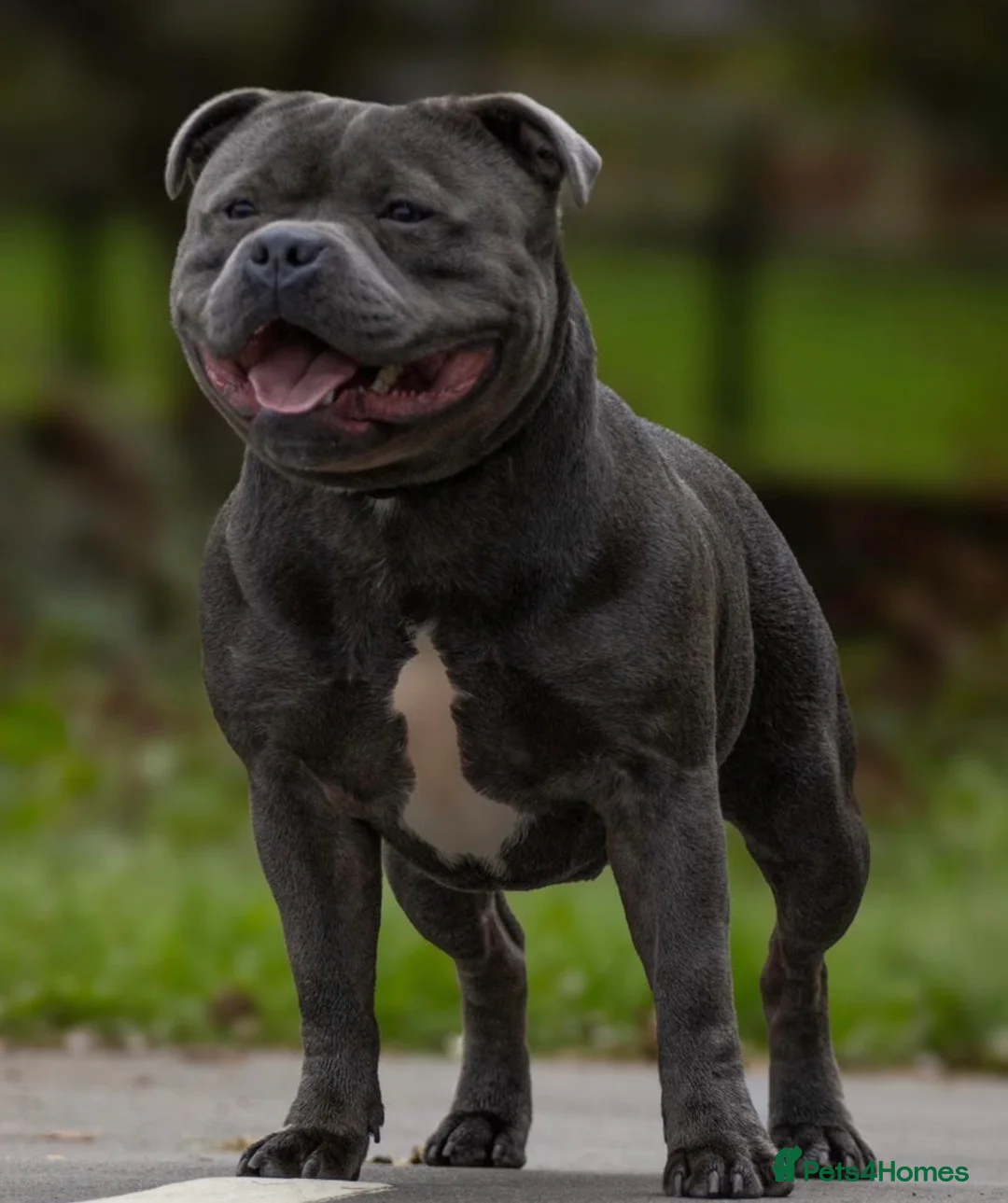 Staffordshire Bull Terrier dogs for sale: Staffordshire bull terrier puppies  - Advert 2