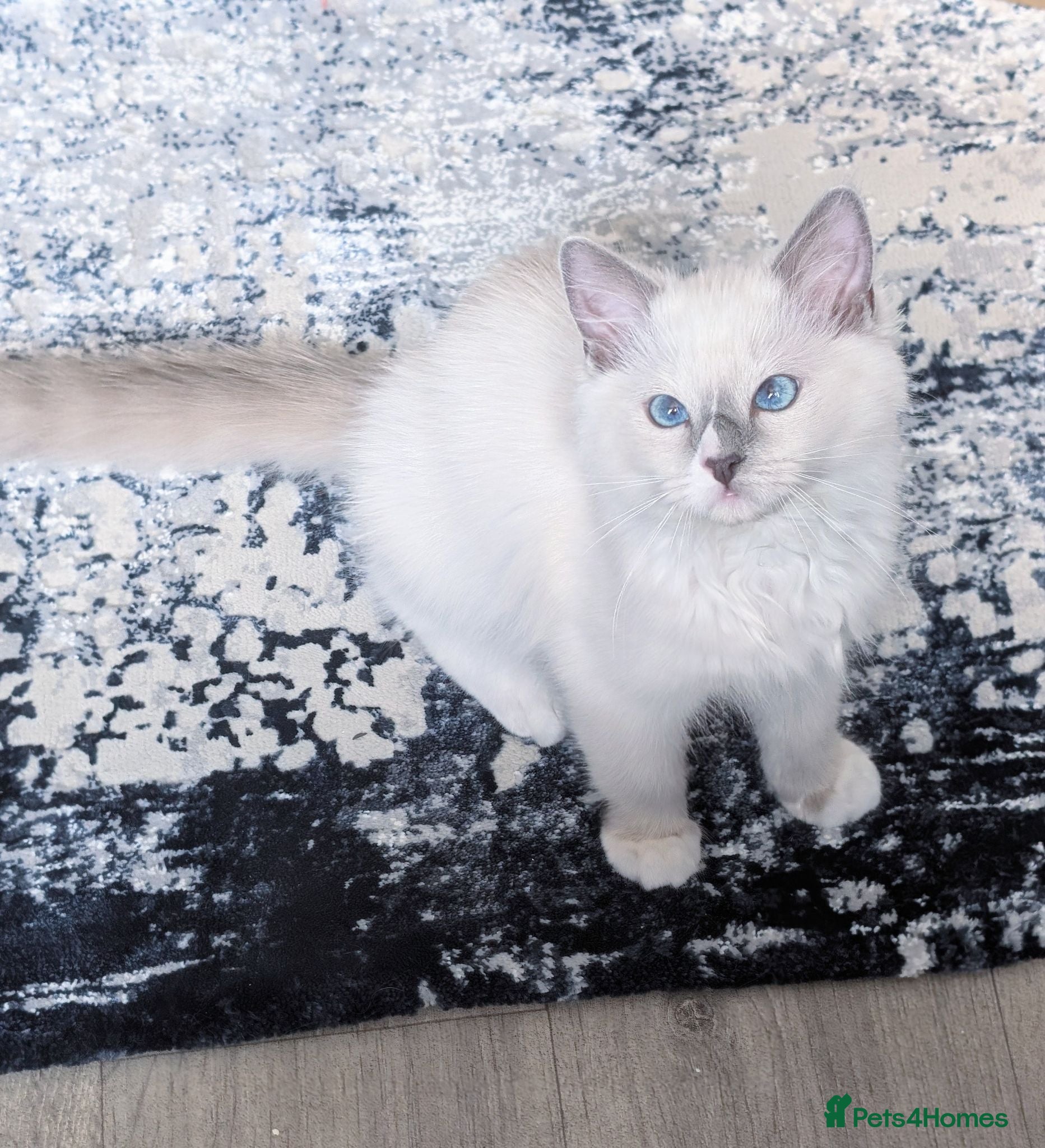 Ragdoll cats Reduced champion pedigree TICA Ragdoll kitten  - Advert 15