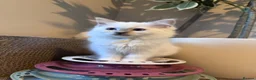 Ragdoll cats for sale: 🐾GCCF registered ragdoll kittens Lilac and blue🐾 - Advert 17