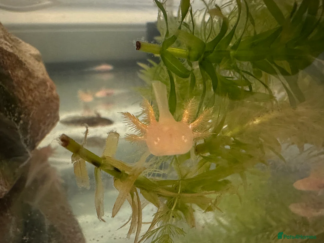 Axolotl reptiles for sale: Axolotl Babies - updated pictures!!  - Advert 2