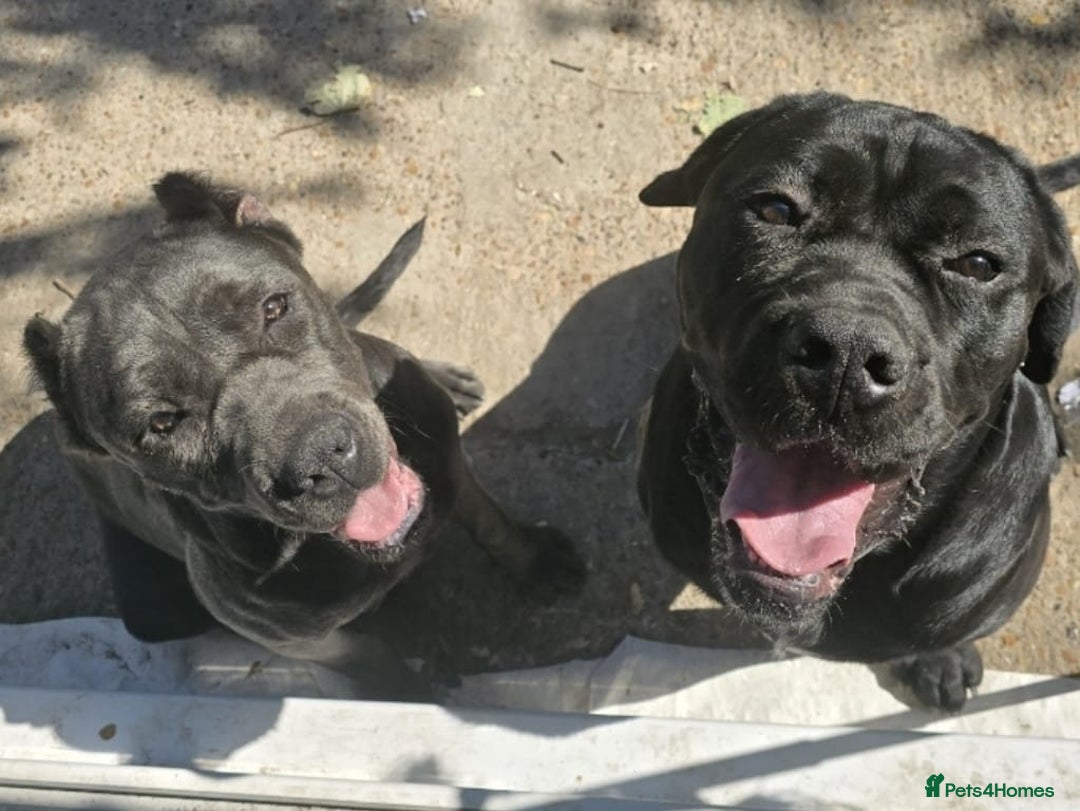 Cane Corso dogs for sale: 8 week old cane corso male puppy - Image 3