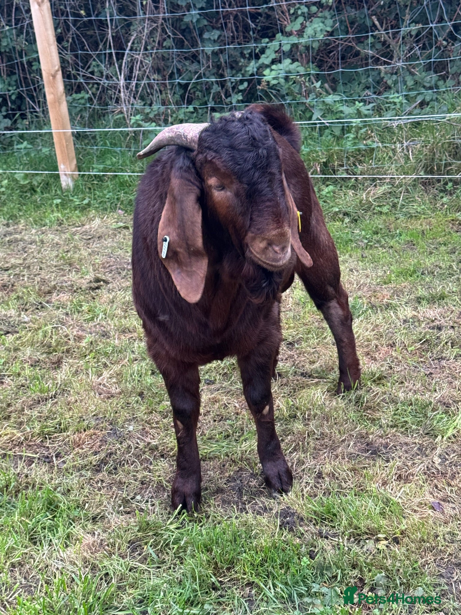 Goats livestock 5 Red Boer goats. Billy / Buck. 4 Nanny’s / Does - Advert 5
