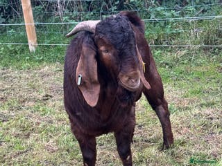 Goats livestock 5 Red Boer goats. Billy / Buck. 4 Nanny’s / Does - Advert 9