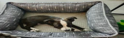 Mixed Breed dogs for sale: Urgent Re-Homing  - Advert 5