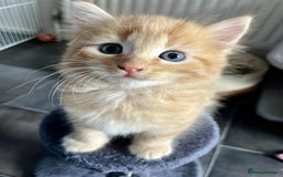Mixed Breed cats for sale: Beautifull fluffy kittens  - Image 24