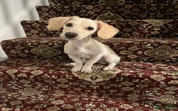Mixed Breed dogs for sale: Miniature Jackweenie Puppy For Sale  - Image 4