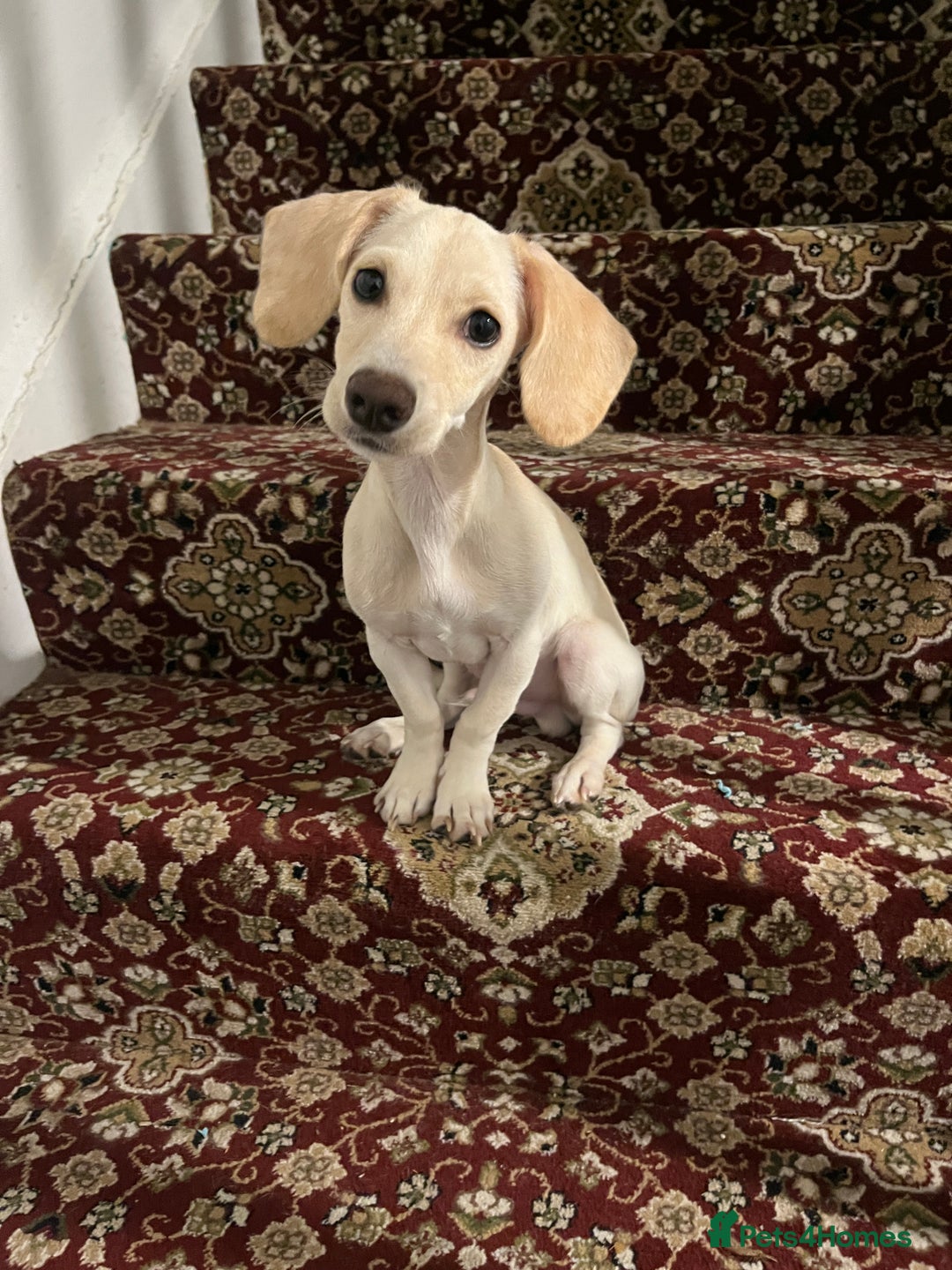 Mixed Breed dogs for sale: Miniature Jackweenie Puppy For Sale  - Image 4