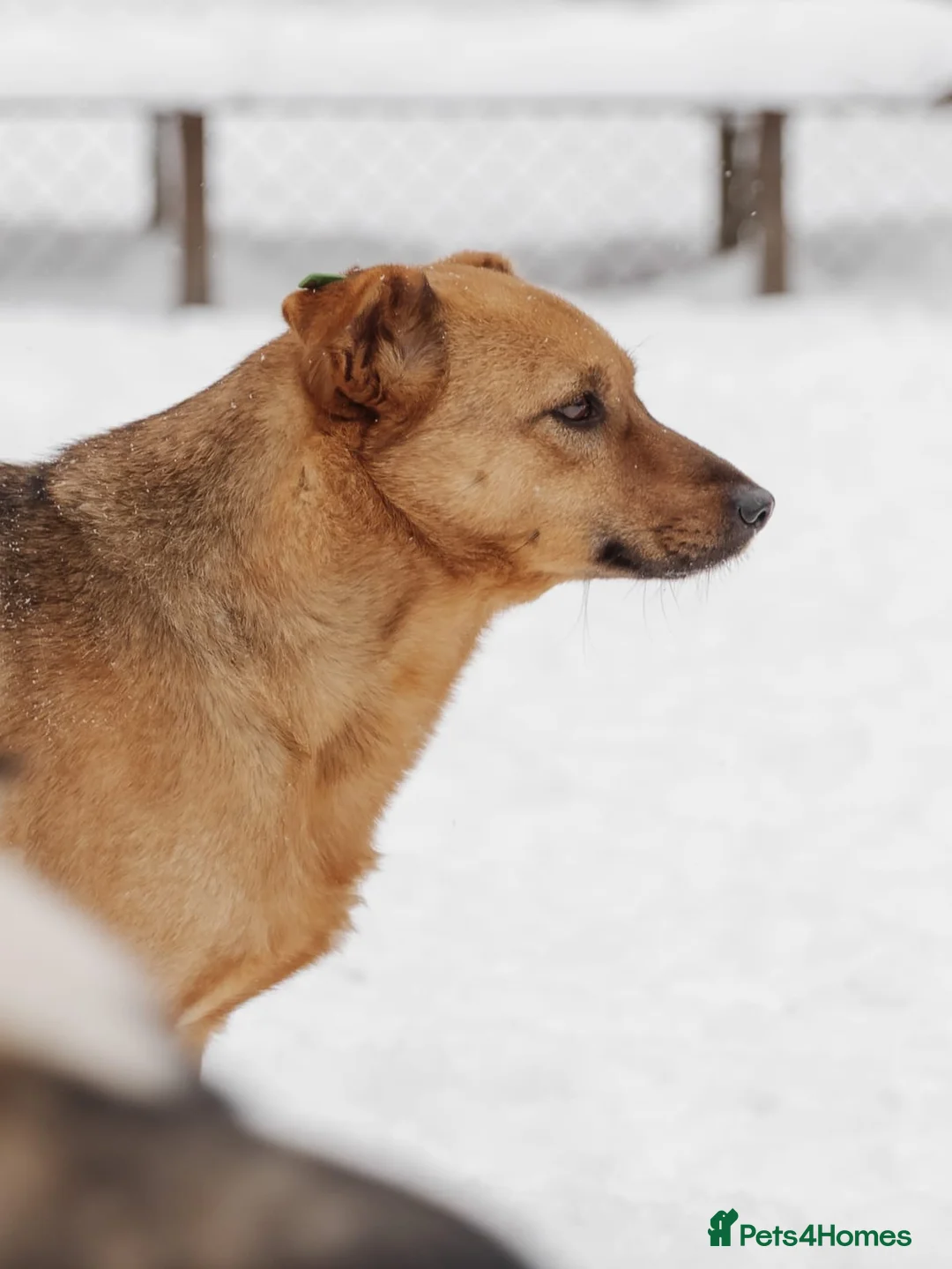 Mixed Breed dogs for adoption: ❤️Varya❤️3 yo girl full of energy, joy,&curiosity. - Advert 4