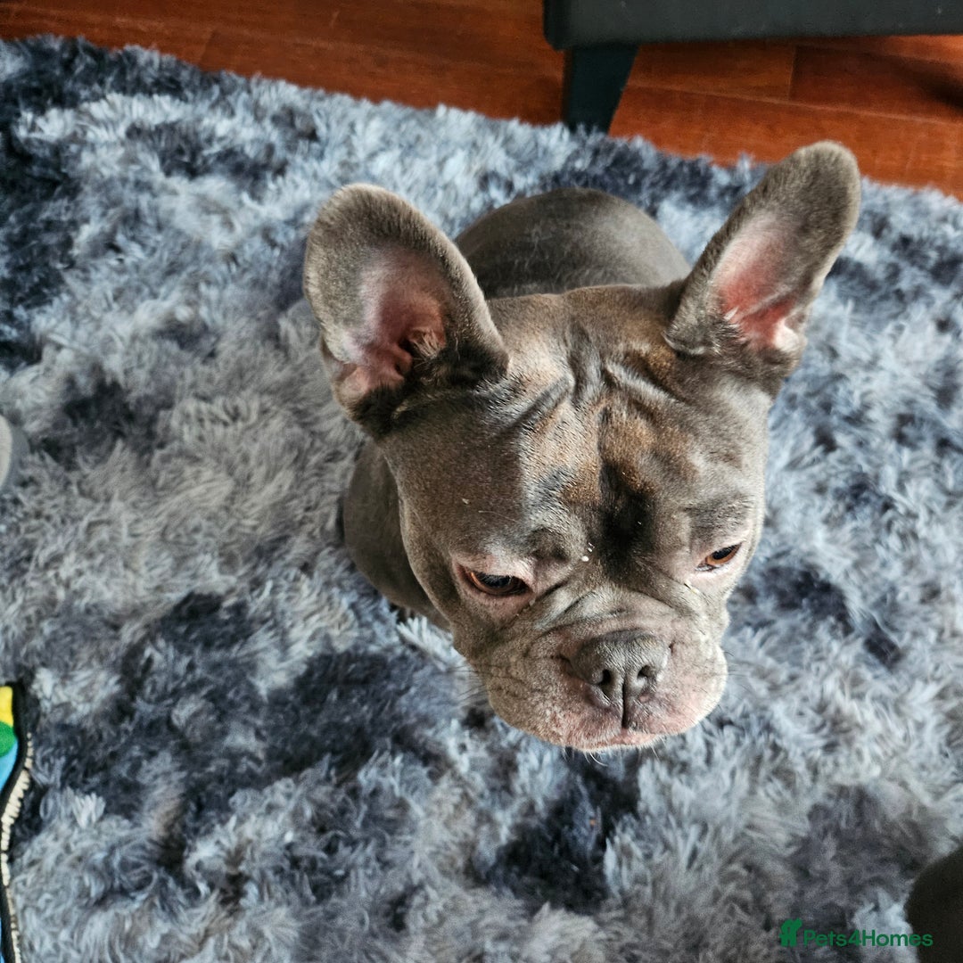 French Bulldog dogs for sale: 3 year old frenchie - Advert 2
