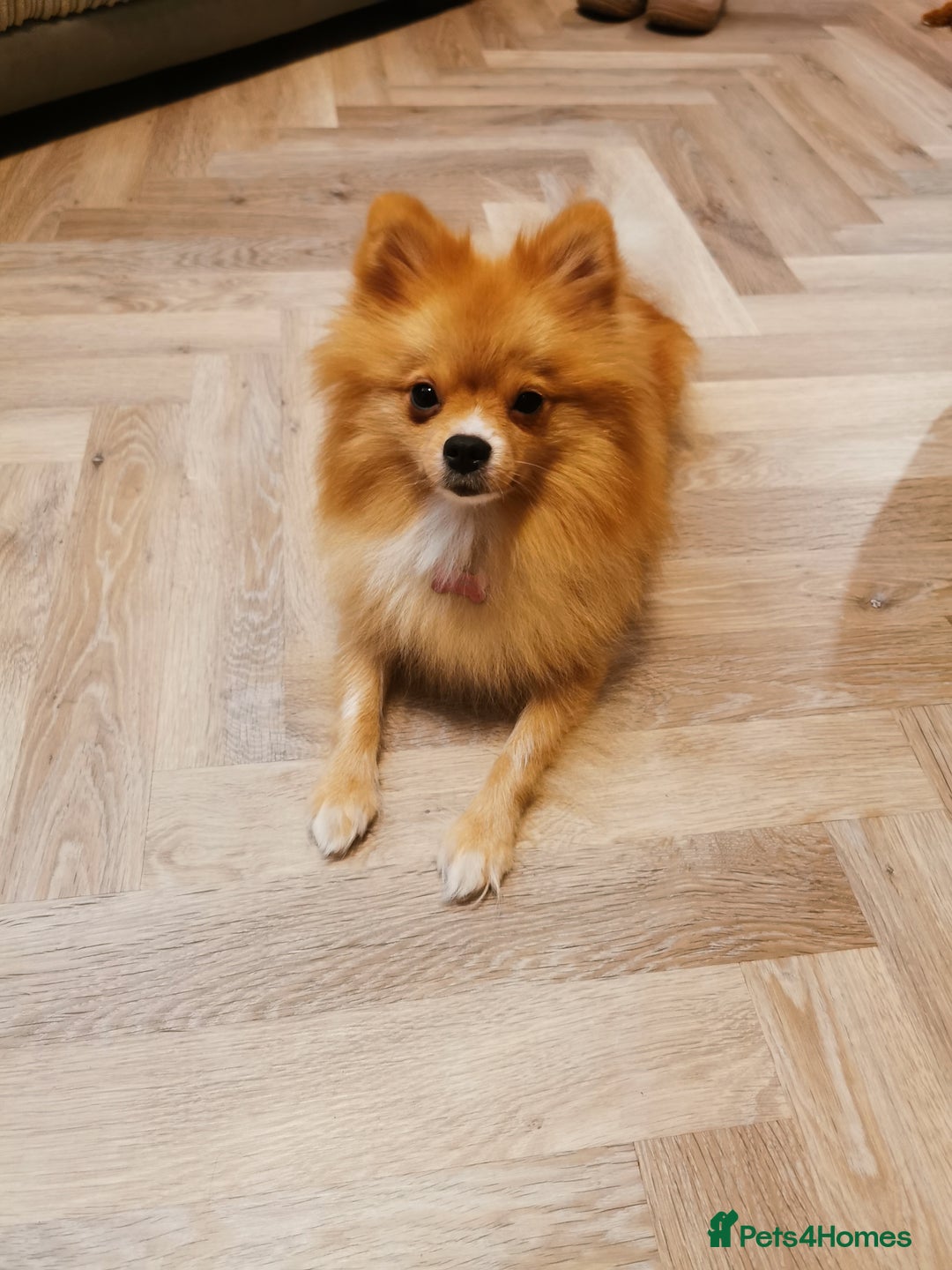 Pomeranian dogs for sale: Pomeranian male KC puppy  - Advert 7