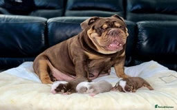 English Bulldog dogs for sale: Beautiful British bulldog pups  - Image 22