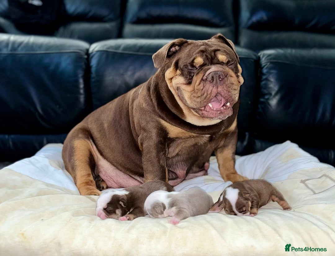 English Bulldog dogs for sale: Beautiful British bulldog pups  - Image 22