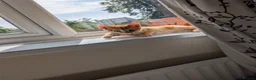 Mixed Breed cats for sale: 3 month old kitten - Advert 2