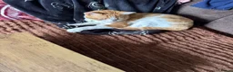 Mixed Breed cats for sale: Sweet ginger boy 10months old - Advert 3